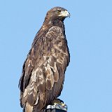 12SB6842 Red-tailed Hawk
